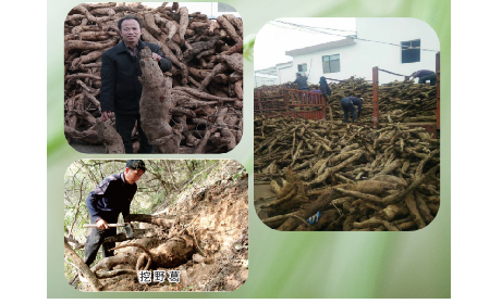 一勺野生葛根粉里的「古今對話」，從古籍記載到現(xiàn)代餐桌的清涼傳承