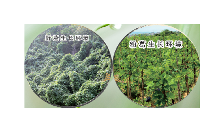 高學(xué)歷養(yǎng)生黨親測：這款雙有機(jī)野生葛根粉，憑什么成日常優(yōu)選？?