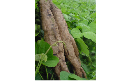 正宗的野生葛根粉，本質(zhì)是淀粉嗎？探秘千年本草中的自然饋贈