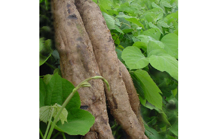 葛粉是什么？解鎖這份藏著千年文化與養(yǎng)生智慧的天然食材