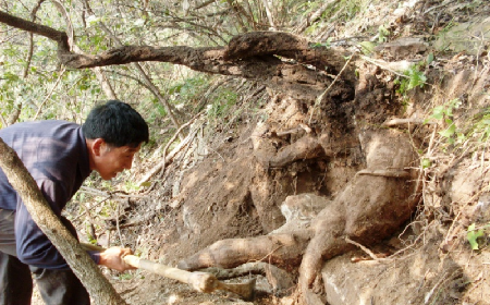 深山藏珍，二月風(fēng)正在大量收購寒冬野生葛根