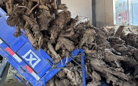 霜降采葛正當(dāng)時！二月風(fēng)大量收購霜降葛根，以匠心護品質(zhì)、以產(chǎn)業(yè)助增收