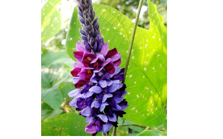 大洪山珍味：二月風(fēng)有機野生葛根粉的匠心溫度